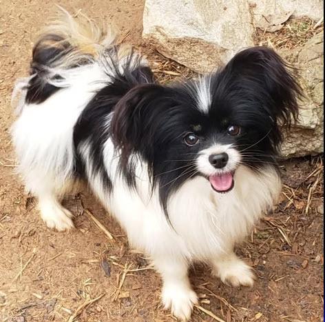Zorro