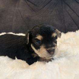 Bacon - Black and gold male Yorkipoo puppy in San Antonio, Texas from Sweet as dessert puppies