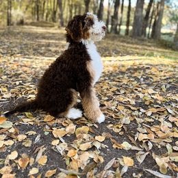 Bernedoodle All Grown Up from Gentle Giants Doodle Co.