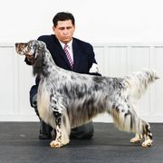 English Setters from Feathers English Setters