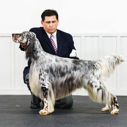 English Setters from Feathers English Setters