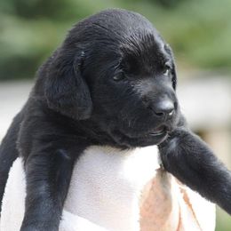 Girl 3 - Labrador Retriever puppy in Shiocton, Wisconsin from Green Acres Labrador Retrievers