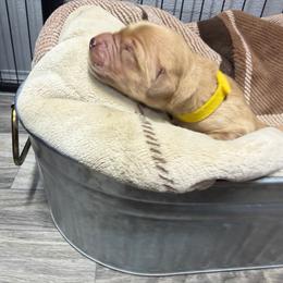 Yellow Collar - Dark golden female Golden Retriever puppy in Evansville, Wyoming from Pura Vida Golden Retrievers