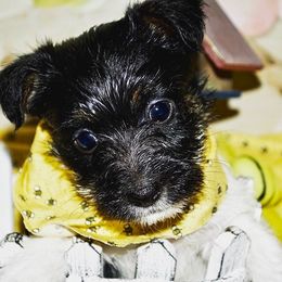 Beagle, Jack Russell Terrier, and Russell Terrier Puppies from Mountain Top
