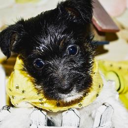 Beagle, Jack Russell Terrier, and Russell Terrier Puppies from Mountain Top