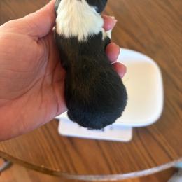 Tri girl - 1 - Black and tan female Pembroke Welsh Corgi puppy in Chubbuck, Idaho from Sunny J Corgis and Mini Americans