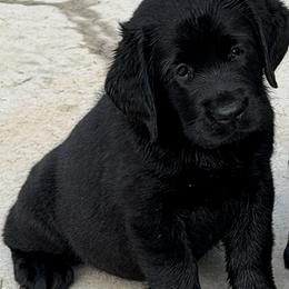 Crystal - Black female Labrador Retriever puppy in Maynardville, Tennessee from Three Bears Labradors