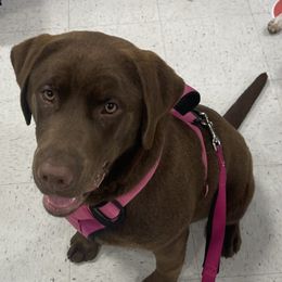 BeeBee - Labrador Retriever