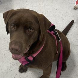 BeeBee - Labrador Retriever