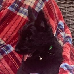 Scottish Terrier Puppies from 4 Scotts and a Do