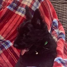 Scottish Terrier Puppies from 4 Scotts and a Do