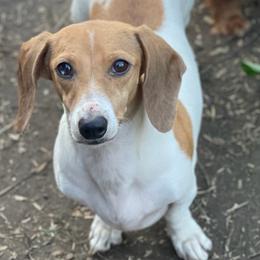 Chelsea - Dachshund
