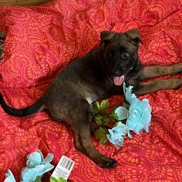 Puppy 1 - Fawn sable male Belgian Malinois puppy in Coral, Michigan from Leash of Honor LLC