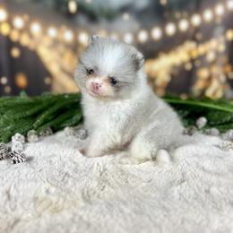 Luffy - Blue merle male Pomeranian puppy in Antioch, California from Ray of Poms