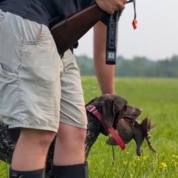 German Shorthaired Pointers from Pointing River Gun Dogs