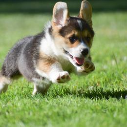 Fern - Black and tan female Pembroke Welsh Corgi puppy in Morgantown, Pennsylvania from GoldStar Corgis (License Number 18519)