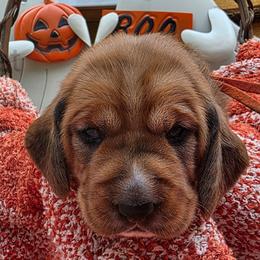 Princess - Brown and white female Basset Hound puppy in Big Rapids, Michigan from Basket Hound Bassets