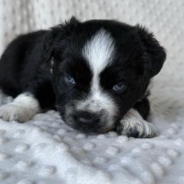 Black ice - Black tri-color male Australian Shepherd puppy in Quaker City, Ohio from Wagon Wheel Aussies and Corgi’s