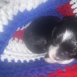 Tulip - Black and white Cockapoo puppy in Fort Gibson, Oklahoma from Purser Puppy Patch