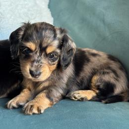 Zyra -AKC 5750 - Dapple female Dachshund puppy in Krum, Texas from Tired Chef Dachshunds