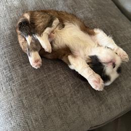 Shih Tzu Puppies from Niepoetter Shih Tzus