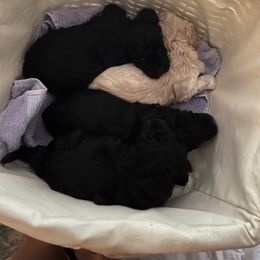 Maltipoo Puppies from Awwws&Pawws