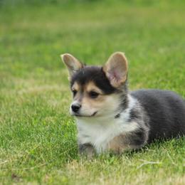 Boy 1 - Black and tan male Pembroke Welsh Corgi puppy in Williams, California from Bear Creek Corgis
