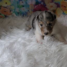 Collie Puppies from Otter Point Collies