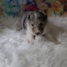 Collie Puppies from Otter Point Collies