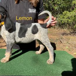 Bluetick Coonhound and Redbone Coonhound Puppies from Harmons Hounds