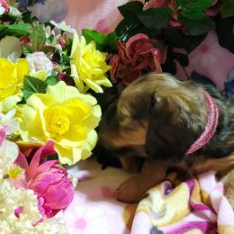 Dachshund Puppies from CLARK'S BREEDING PROGRAM