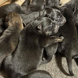 Sable girl - Sable female German Shepherd puppy in Jacksonville, Florida from El Dorado