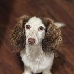 Indy - Dachshund