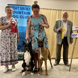 Boxer All Grown Up from Bluegrass Brawn Boxers