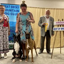 Boxer All Grown Up from Bluegrass Brawn Boxers