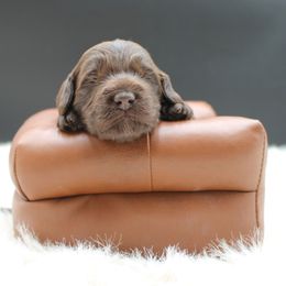 Petra - Chocolate female Australian Cobberdog puppy in Bellingham, Minnesota from Whispering Prairie Australian Cobberdog