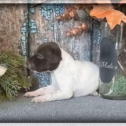 Boy 8 - White and liver male German Shorthaired Pointer puppy in Laporte, Minnesota from Northern Odyssey Gun Dogs