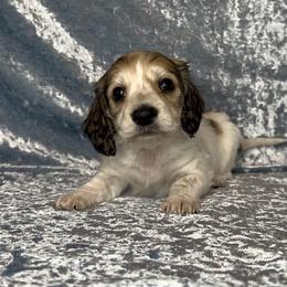 Shaded cream pie - Piebald male Dachshund puppy in Poteau, Oklahoma from Sisters Dazzling Dachshunds