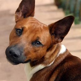 Rowan - Rat Terrier