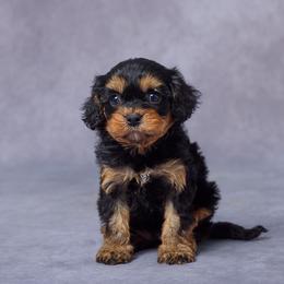 Gael - Black and tan female Cavapoo puppy in Apple Creek, Ohio from Grandeur Valley Puppies
