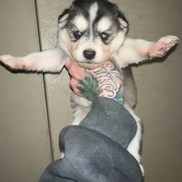 Girl 1 - Sable and white female Siberian Husky puppy in Iron River, Wisconsin from Wiemeri Siberians