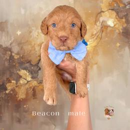 Beacon - Apricot male Goldendoodle puppy in Canton, Georgia from Teddy Puppies