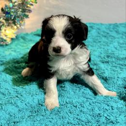 Whale - Black and white male Chinese Crested puppy in New Smyrna Beach, Florida from FronkLinn Kennel