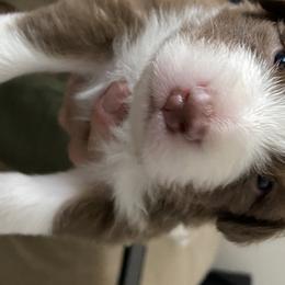Boy 3 - Australian Shepherd puppy from Saltair Australian Shepherds