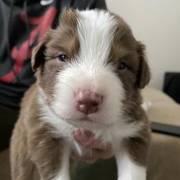 Boy 3 - Australian Shepherd puppy from Saltair Australian Shepherds