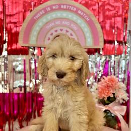 Praline - Cream male Goldendoodle puppy in Tybee Island, Georgia from Castaway Doodles