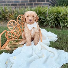 Indigo - Apricot male Goldendoodle puppy in Ooltewah, Tennessee from Allison Family Doodles
