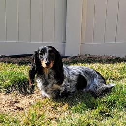 River - Dachshund