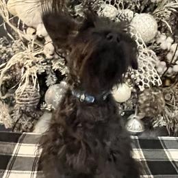 Blue - Black male Miniature Schnauzer puppy in Huntsville, Alabama from Edwin and Donna Lawrence