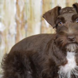Miniature Schnauzers from Perez Miniature Schnauzers